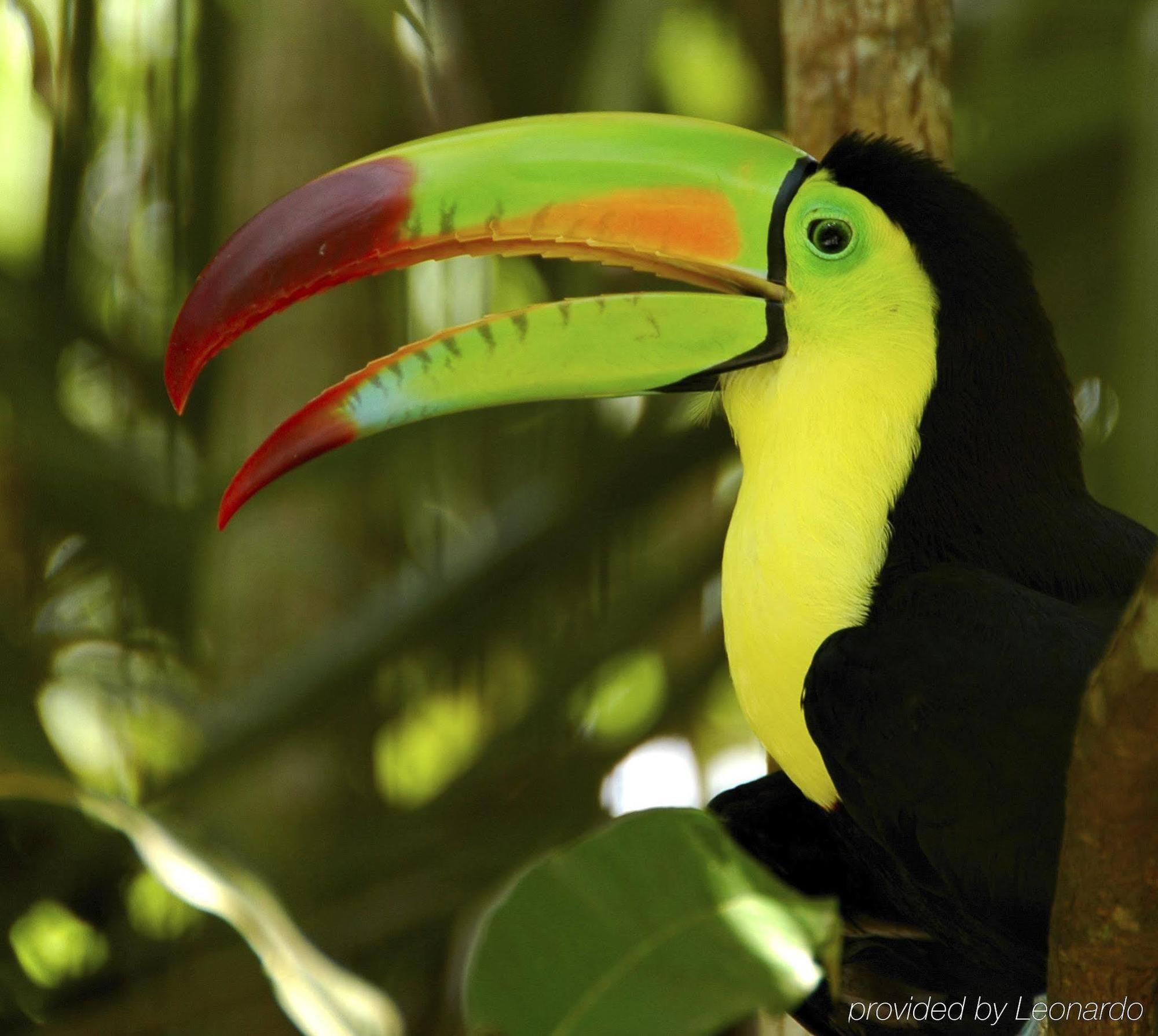 Machaca Hill Rainforest Canopy Lodge 蓬塔戈尔达 外观 照片