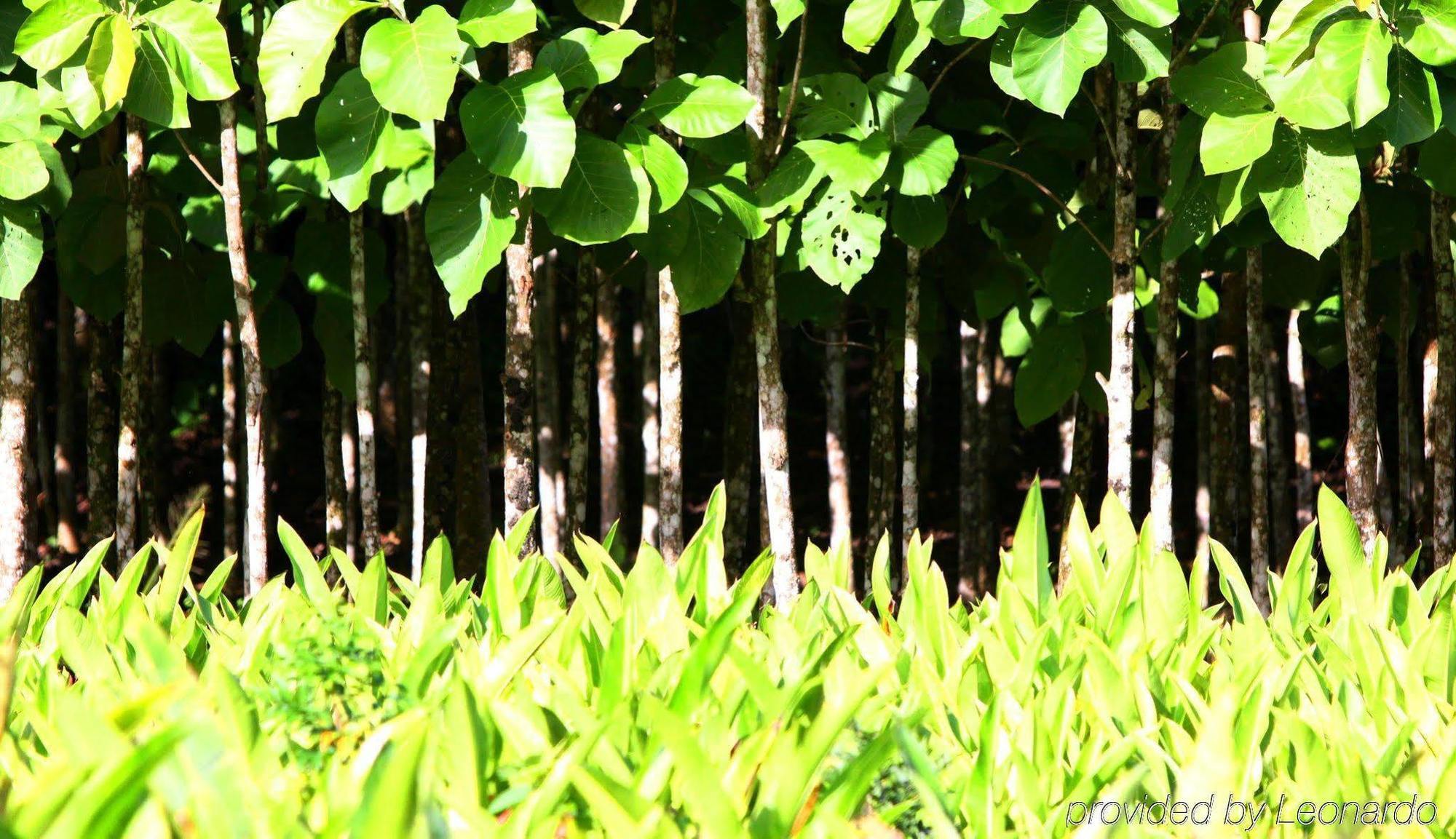 Machaca Hill Rainforest Canopy Lodge 蓬塔戈尔达 外观 照片